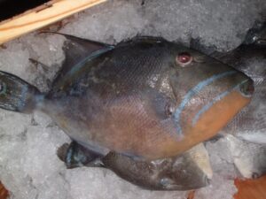 Fish2